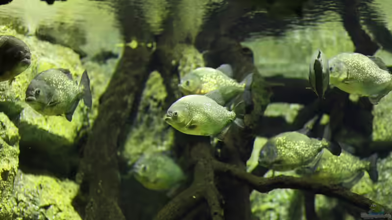 Piranhas: Das sind die gefährlichsten Arten