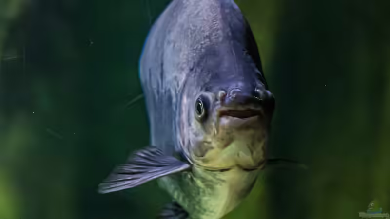 Piranhas: Das sind die gefährlichsten Arten