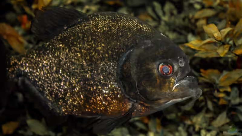 Piranhas: Das sind die gefährlichsten Arten