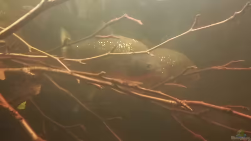 Piranhas, Pygocentrus Natteri von Daniel Krmr (13)