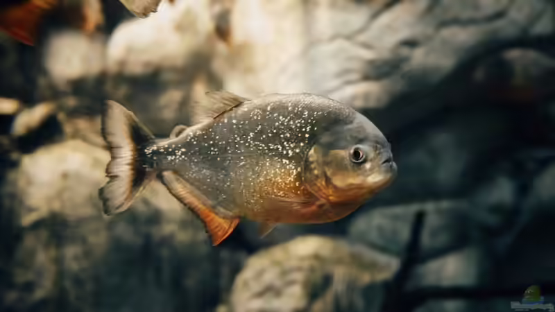Piranhas im Aquarium richtig füttern - der umfassende Praxisleitfaden