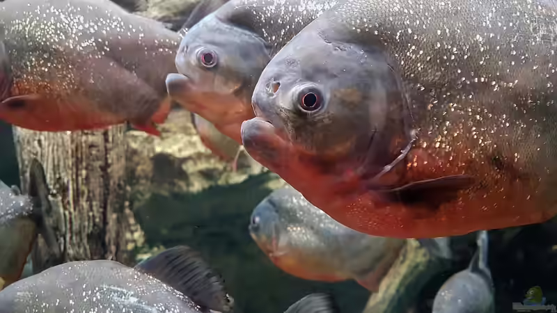Piranhas im Aquarium richtig füttern - der umfassende Praxisleitfaden