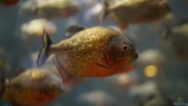 Piranhas im Aquarium richtig füttern - der umfassende Praxisleitfaden