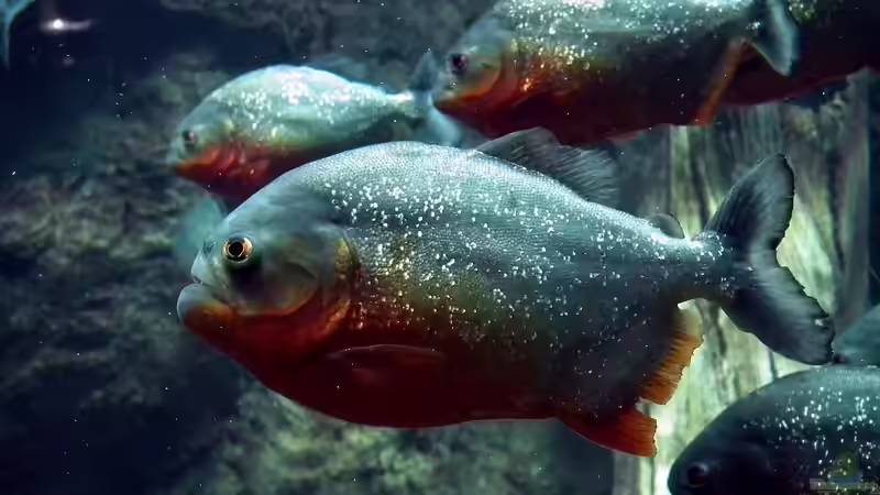 Piranhas im Aquarium richtig füttern - der umfassende Praxisleitfaden