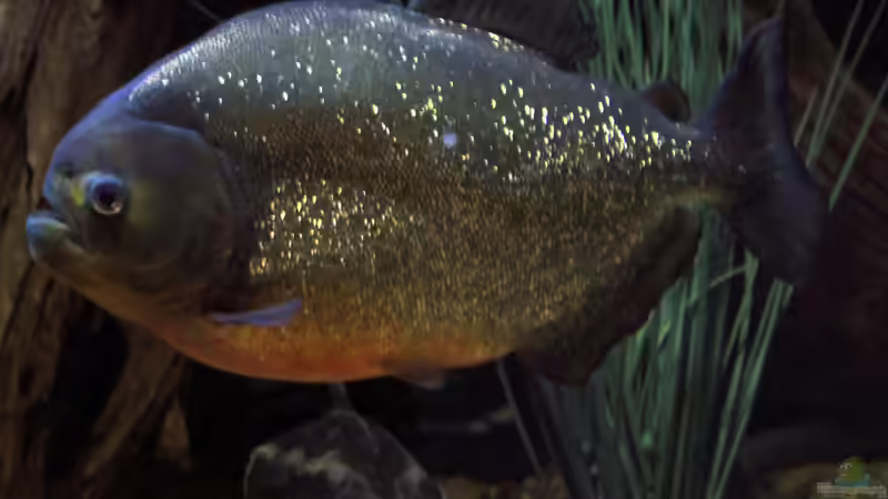 Piranhas im Fressrausch: Im Aquarium realistisch?