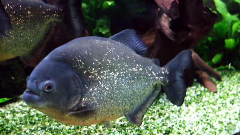 Piranhas im Orinoco von Tom