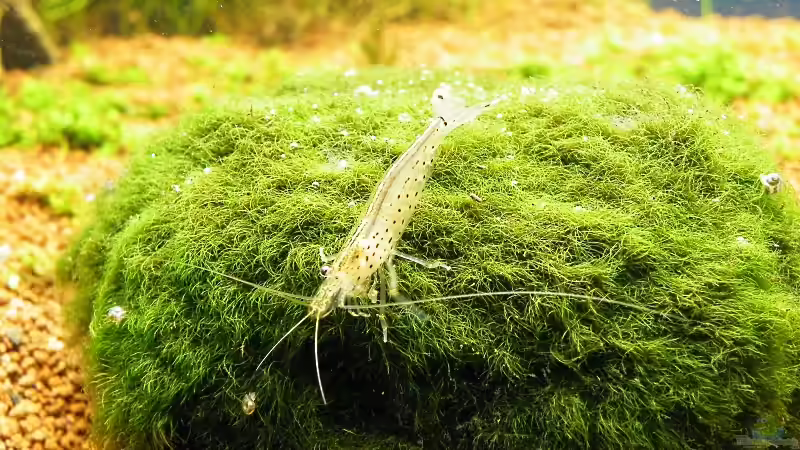 Pirat beim Weiden - Er hatte schon immer nur ein Auge... von bergfrau (47)