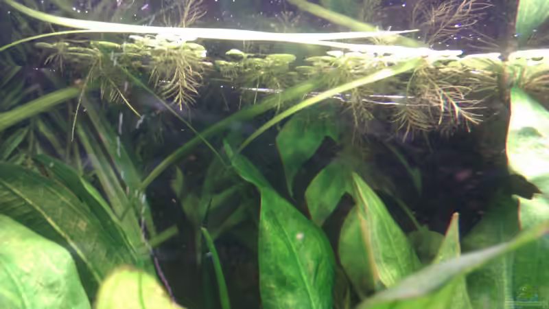 Pistia stratiotes // Muschelblume von Biffty (15)