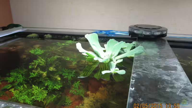 Pistia stratiotes - Muschelblume von Christian Grunwald (18)