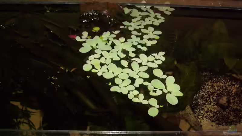 Pistia stratiotes. von Marcel Wilke (9)