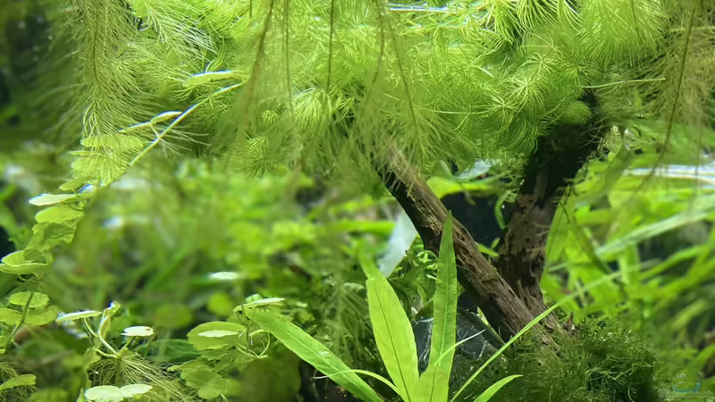 Pistia stratiotes  von Tavira2000 (10)