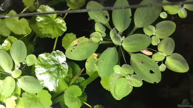 Pistia stratiotes von Danny (15)