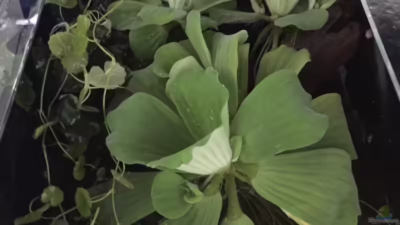 Pistia stratiotes von Danny (8)