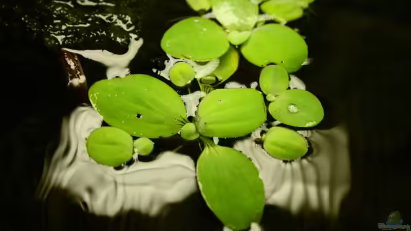 Pistia stratiotes von SouthAmerica (41)