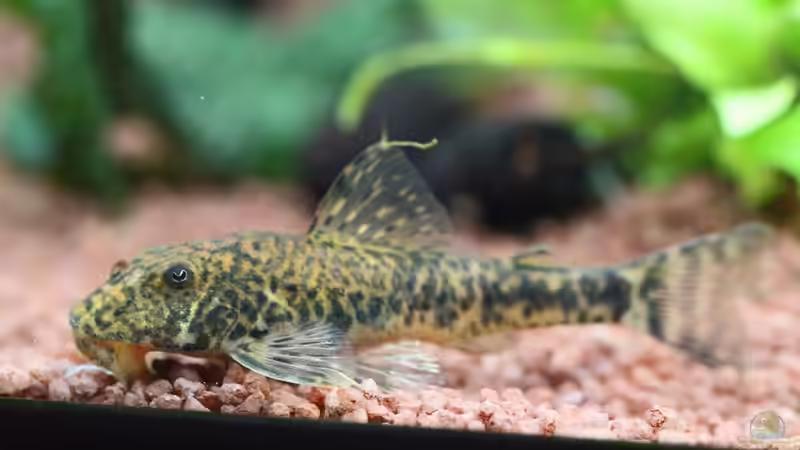 Pitbull LDA25 / Parotocinclus spilosoma  (nicht mehr im Becken, beide haben inzwischen von Dirk F. (44)