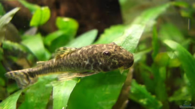 Pitbullwels von navigator1 (36)