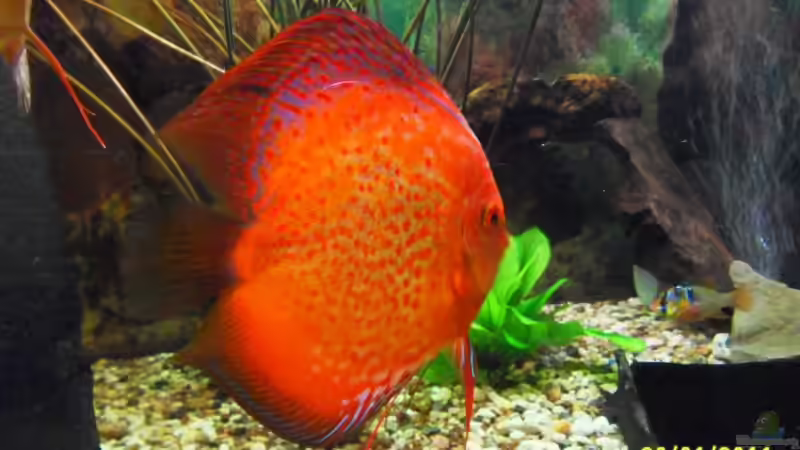 Pitchen und Schmetterlingsbundbarsch von Ulrich Sauerhering (91)