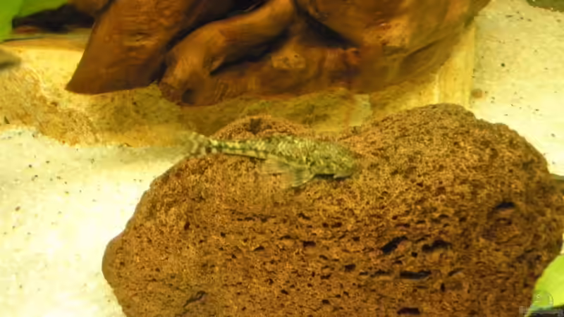 Pittbull von Harlekin (5)