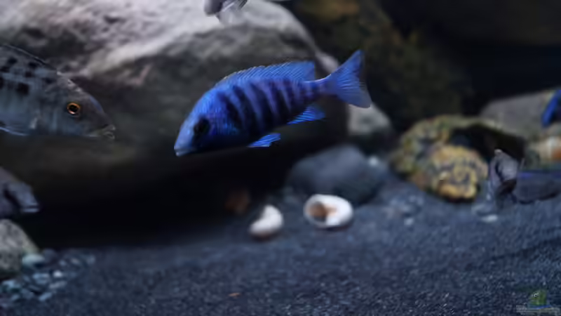 Pl. phenochillus tanzania von TheToxicAvenger (33)