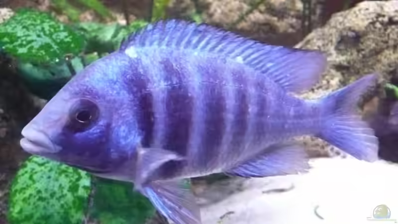 Pl. phenochilus tanzania ca. 1 Jahr alt von blume007 (10)