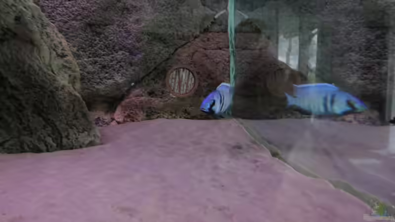 Plac. Electra (29-01-2012). Wunderschöne Bock von Albert (11)