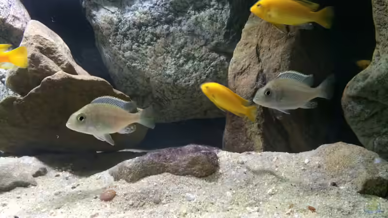 Plac. sp. Jalo Reef + Lab. caeruleus von Branjo (34)