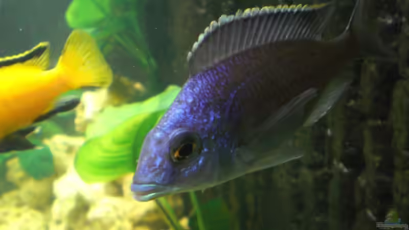 Placidochromis  electra blue M von Mirco N. (14)