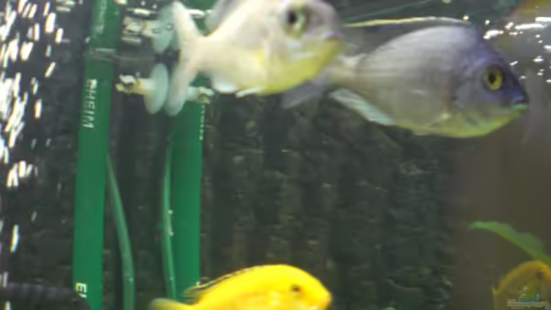 Placidochromis  electra blue von Mirco N. (16)