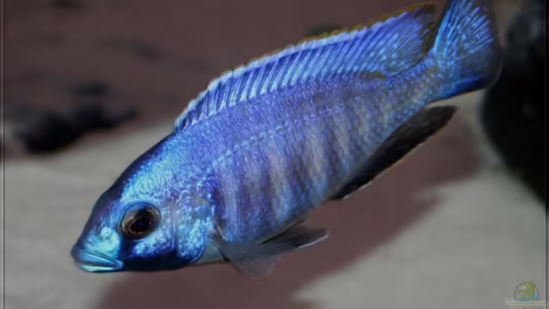 Placidochromis electra - Männchen von Pütti (32)