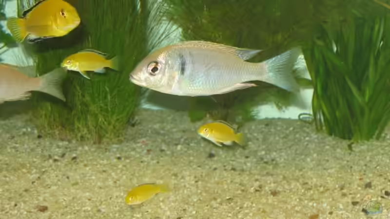 Placidochromis electra  von Vuletic Dejan (8)