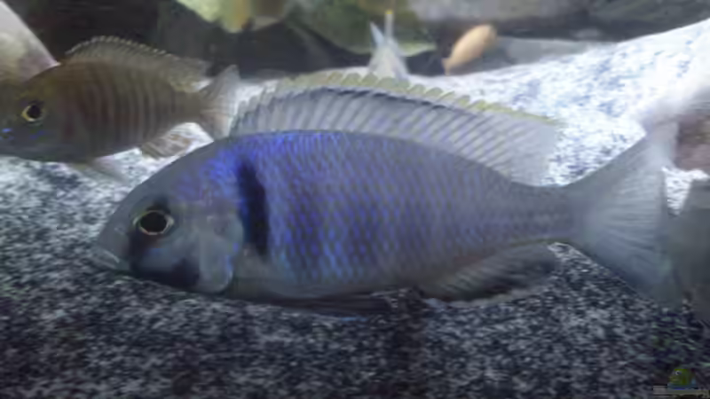 Placidochromis electra Bock die 2. von Noah (27)