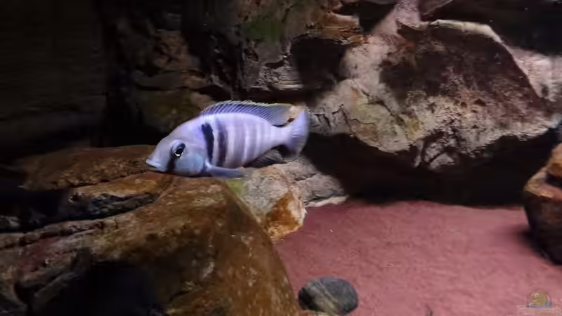 Placidochromis electra Bock von TheToxicAvenger (38)