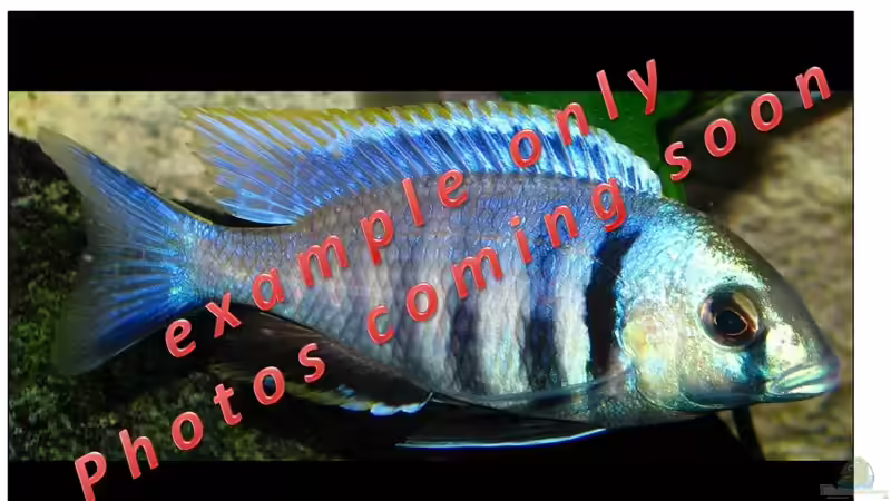 Placidochromis electra (example) von Der Schweizer (13)
