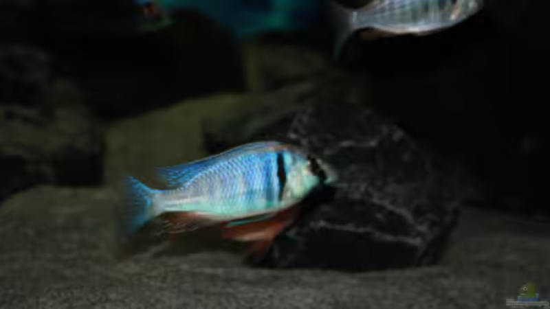 Placidochromis electra jetzt etwa 10cm von MikeM. (4)