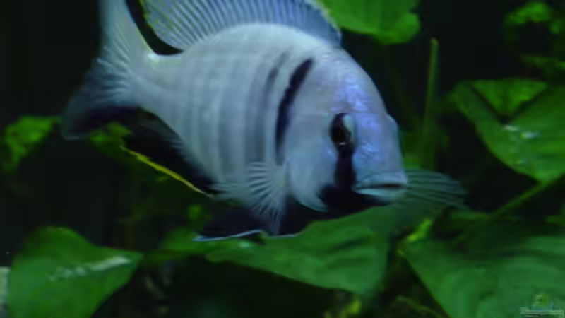 Placidochromis electra Likoma von Limited (15)