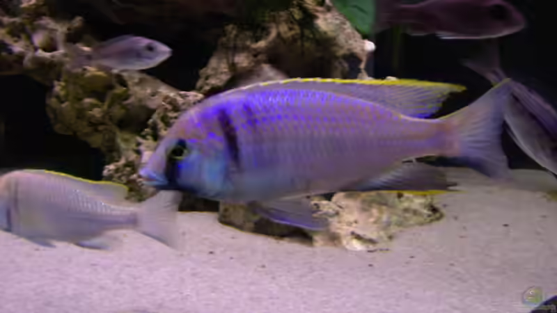 Placidochromis electra Likoma von Limited (16)