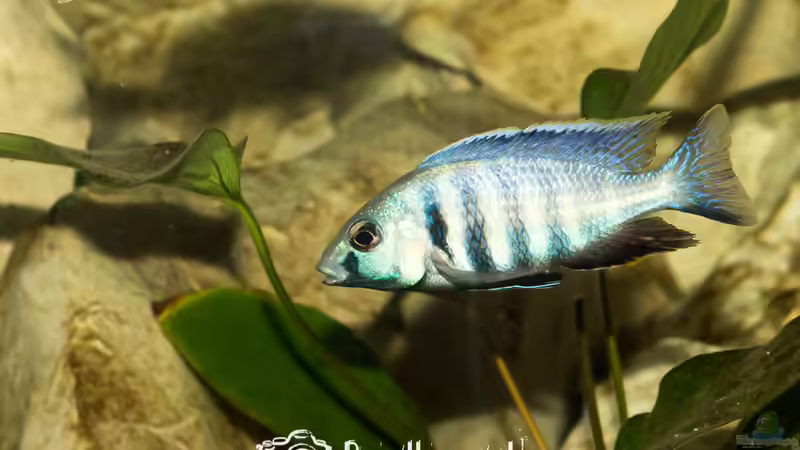 Placidochromis Electra (m) von Martin Pröll (10)