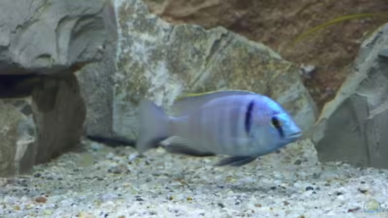 Placidochromis electra m von Tom (20)
