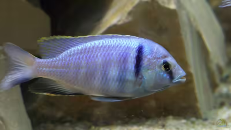 Placidochromis electra m von Tom (22)