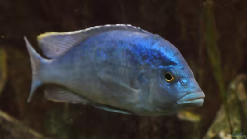 Placidochromis - Infos zur Gattung (Einrichtungsbeispiele für Placidochromis-Arten)