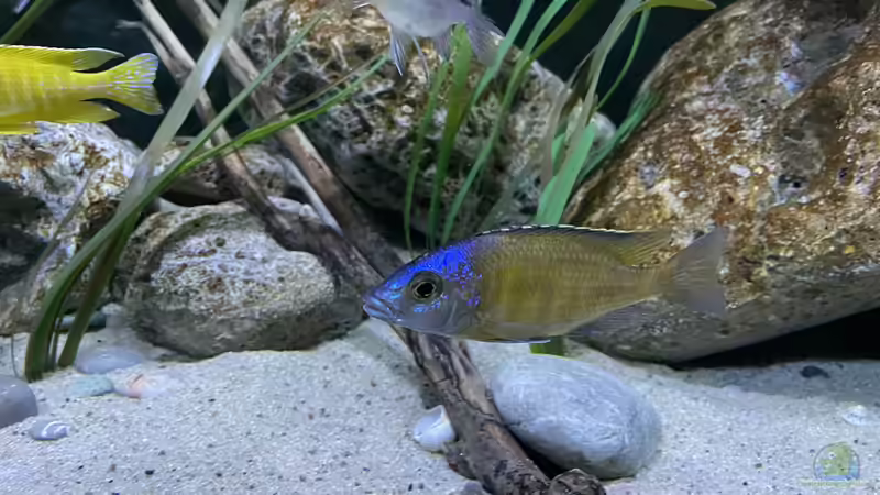 Aquarien mit Placidochromis mbamba bay