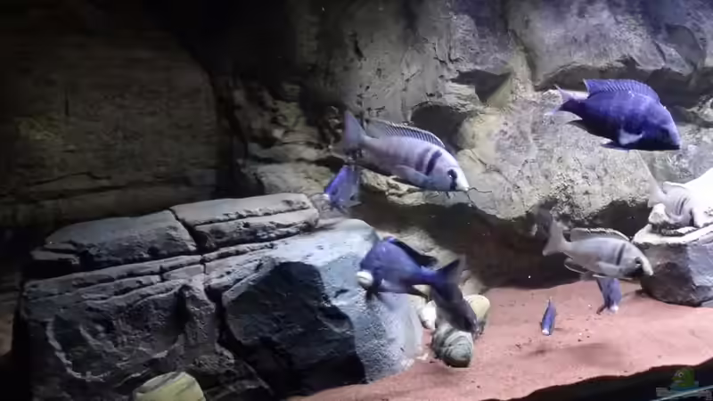 Placidochromis electra und Placidochromis Mdoka white lips von TheToxicAvenger (36)