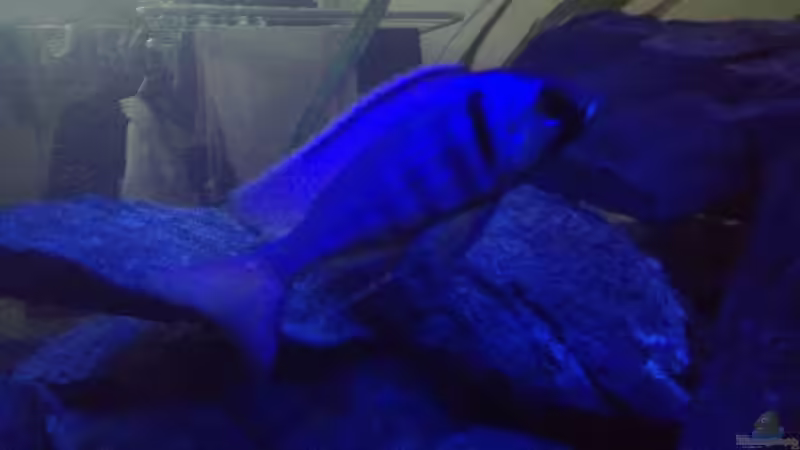 Placidochromis electra von der Steirer (25)