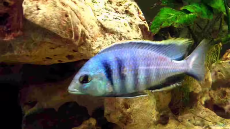 Placidochromis Electra von Thomas Leeb (33)