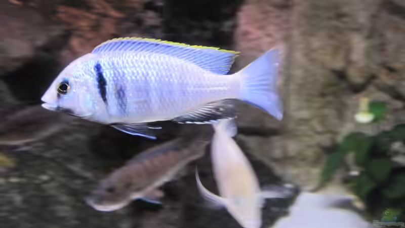 Placidochromis elektra Likoma Bock von baule2002 (22)