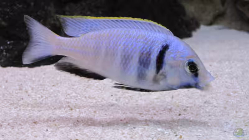 Placidochromis elektra Likoma Bock von baule2002 (25)