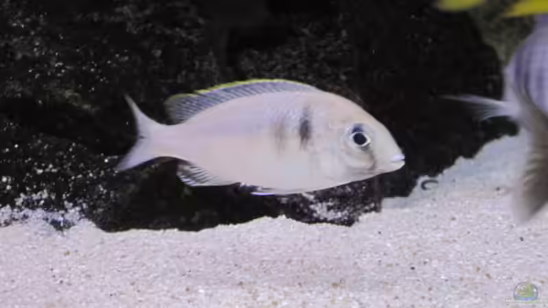 Placidochromis elektra Likoma Weibchen von baule2002 (26)