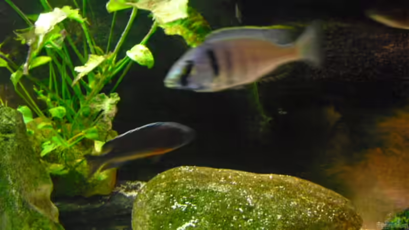 Placidochromis elektra von FischfanAQ (21)