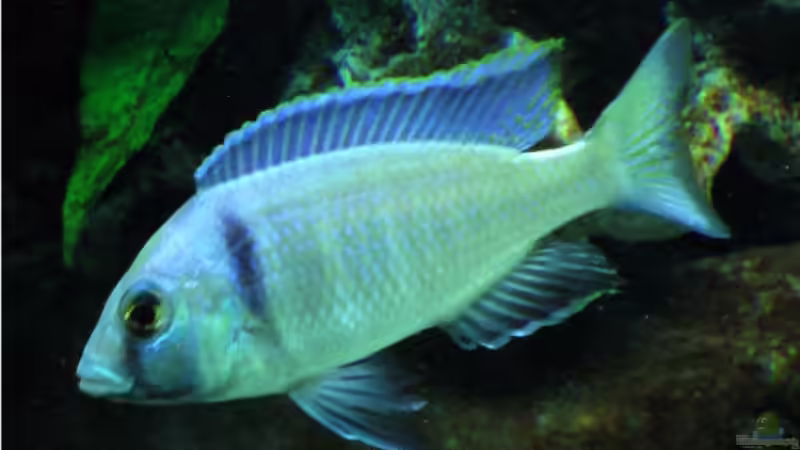 Placidochromis elektra von justin (12)