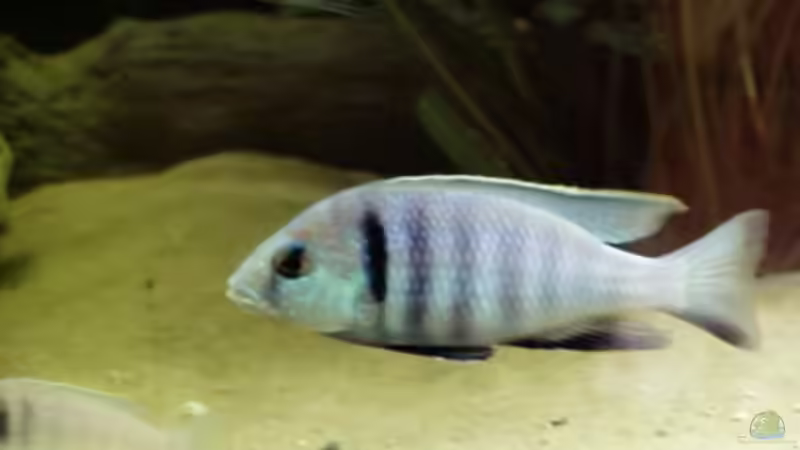 Placidochromis Elektra von Sven Busch (14)
